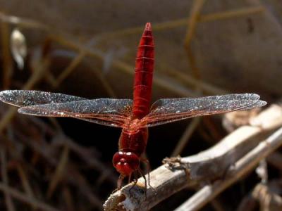 Dragonfly - Guldsmed - Libelula