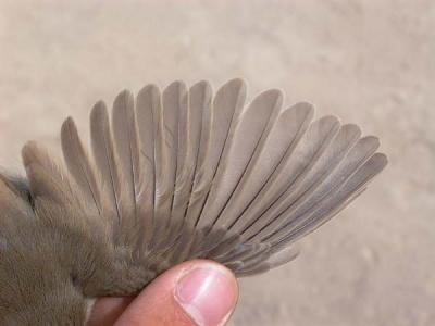Western Olivaceus Warbler - Hippolais pallida opaca - Vestlig Bleg Gulbug - Zarcero plido occidental - Bosqueta pllida occid.