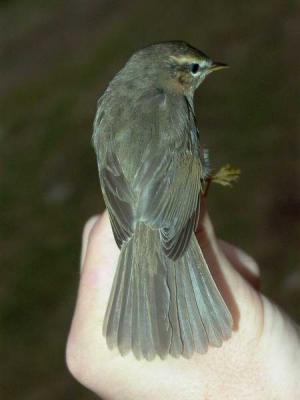Dusky Warbler - Phylloscopus fuscatus - Ebro Delta (Catalonia) - 19th of November 2005