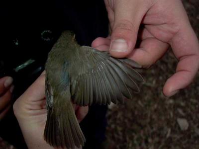 Dusky Warbler - Phylloscopus fuscatus - Ebro Delta (Catalonia) - 19th of November 2005