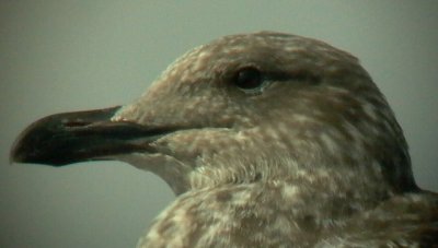 Atlantic gull - Larus michaellis atlantis