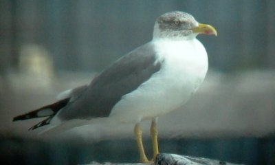 Atlantic gull - Larus michaellis atlantis