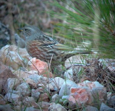 Alpine Accentor - Prunella collaris - Acentor alpino - Cercavores - Alpjernspurv