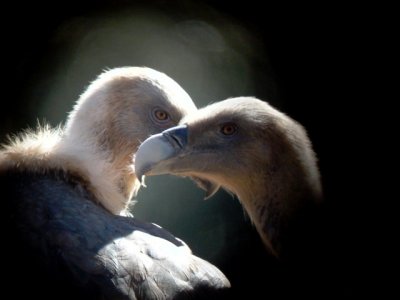 Griffon Vultures - Gyps fulvus - Voltor comú - Buitre leonado - Gåsegrib