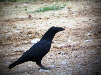 Raven - Corvus corax - Cuervo - Corb