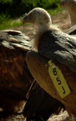 Griffon Vultures - Gyps fulvus - Voltor comú - Buitre leonado - Gåsegrib