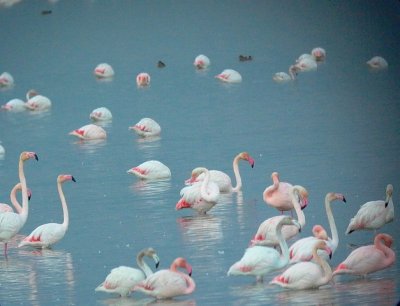 Greater Flamingo - Phoenicopterus ruber - Flamenco - Flamenc