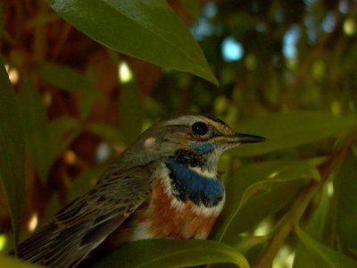 Bluethroat - Luscinia svecica - Cotxa Blava - Pechiazul - Blhals