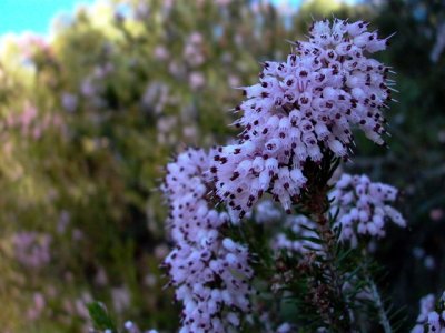 Flowering Heather - Erica multiflora - Bruc d'hivern florit