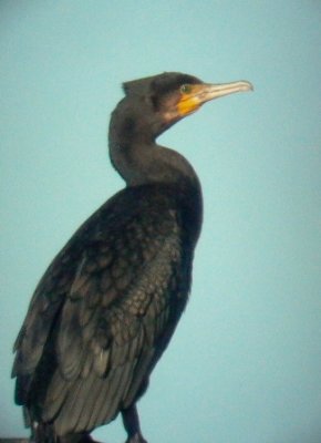 Great Cormoran - Phalacrocorax carbo - Cormorán - Corb Marí Gros