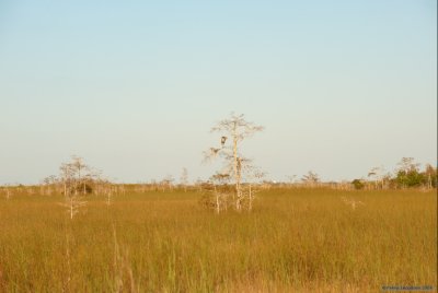 Bird, trees and sawgrass