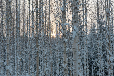 Noon sun through aspens