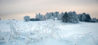 Snow flowers