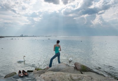 The girl feeds swans