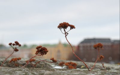 November flowers