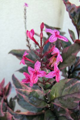 st_kitts_flowers