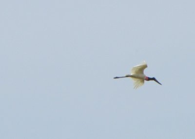 Jabiru CR national bird.jpg