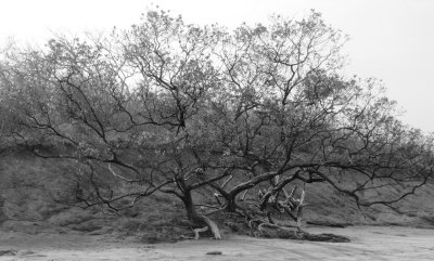 black and white beach tree.jpg