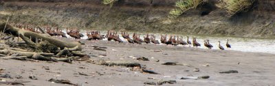 canadian migrating ducks.jpg