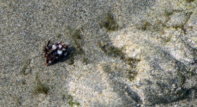 oh so tiny hermit crab.jpg
