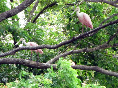 roseate spoonbills.jpg