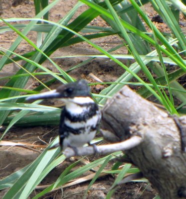 white necked puffbird A.jpg