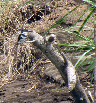 white necked puffbird.jpg