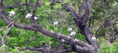 wood stork group.jpg