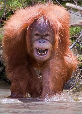 Orang Utans, Sumatra