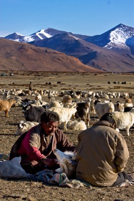 Changpa Nomads cutting Pashmina