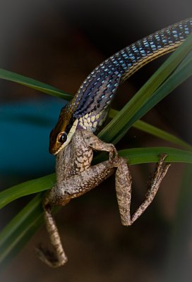 Snake frog 2