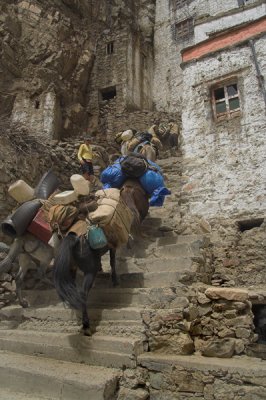 Our pack horses negotiating Phuktal Monastery