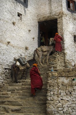 Phuktal Gompa. Monks and Mules.