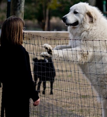 goats- the perfect pets.