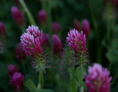 RED CLOVER