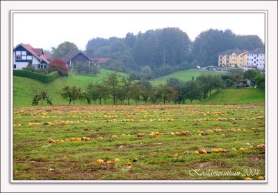 pumpkin field at Wildbach / Steiermark