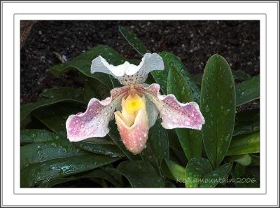 ORCHIDS GALLERY