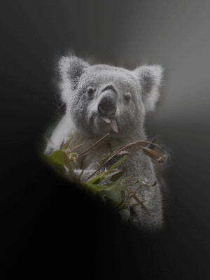 Koala Hintergrundbild1 copy.gif