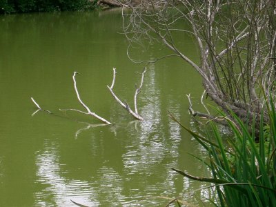dead stick / green pond