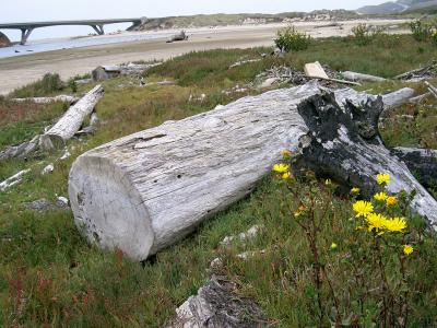 lost log scene
