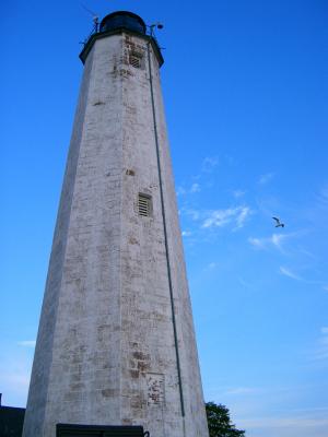 lighthouse/gull