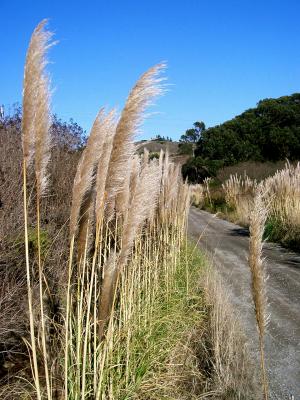 coast road with the plumies