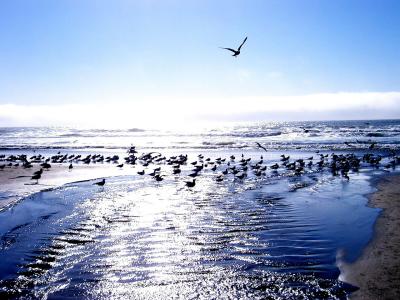 sea birds shining