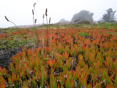 iceplant field