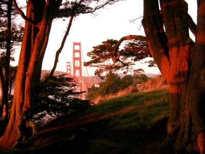 GGB thru the trees