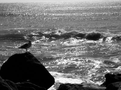 seabird ocean