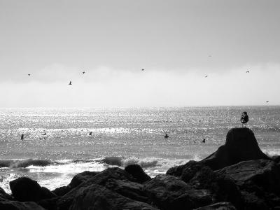 sea-bird-rock-flight-surfers-fog