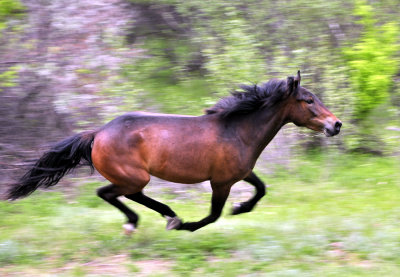 Russian Wild Horses