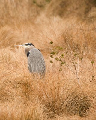 Blue Heron in grass2A.jpg