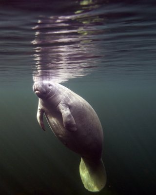 Wakulla Manatee 12-07 2A.jpg